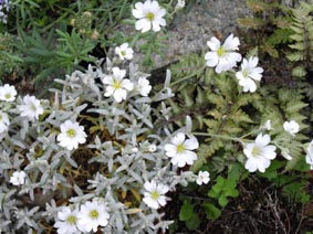 Cerastium tomentosum